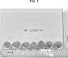 Rubus%20idaeus%20%27PS-12.082-54%27