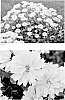 Heliopsis%20helianthoides%20%28L.%29%20Sweet%20%27Sunny%20Disposition%27