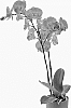 Phalaenopsis%20hybrida%20%27Talk%20Show%27