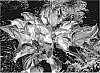 Hosta%20hybrid%20%28Tratt.%29%20%27Frog%20in%20My%20Throat%27