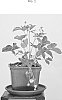 Fragaria%20Plant%20Named%20%27Finette%27