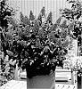 Buddleja%20Plant%20Named%20%27Botex%20014%27