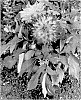 Dahlia%20plant%20named%20%27DDAHCHRDFL%27