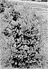 Distylium%20spp.%20%27T3-01-22%27