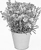 Dianthus%20cultivar%20%27KLEDG24696%27