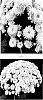 Chrysanthemum%20x%20morifolium%20%27CIFZ0115%27