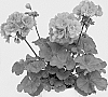 Pelargonium%20zonale%20x%20peltatum%20%27KLEPZ24810%27