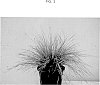 Lomandra%20longifolia%20%27LM360%27