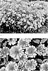 Heliopsis%20helianthoides%20%28L.%29%20Sweet%20%27Forged%20in%20Fire%27