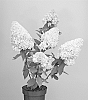 Hydrangea%20paniculata%20%27OLLEDE%27