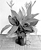 Heliconia%20psittacorum%20%27LOVE%20BIRD%27
