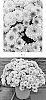 Chrysanthemum%20x%20morifolium%20%27CIFZ0113%27