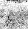 Festuca%20arundinacea%20%28Schreb.%29%3B%20%28Lolium%20arundinacea%20%28Schreb.%29%20Darbysh.%29%20%27Perfect%20Edging%27
