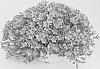 Campanula%20portenschlagiana%20Schult.%20x%20Campanula%20poscharskyana%20Degen%20%27KLECN23088%27
