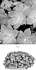 Campanula%20interspecific%20%27CIPZ0011%27