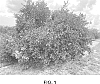 ORANGE%20PLANT%20NAMED%20%27ORANGE%2014%27