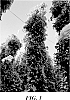 Hop%20plant%20Named%20%27HBC%201324%27