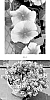 CATHARANTHUS%20PLANT%20NAMED%20%27CARZ0006%27