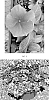 CATHARANTHUS%20PLANT%20NAMED%20%27CARZ0005%27