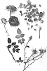 Rosa%20hybrida%20%27Poulty046%27