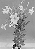 Mandevilla%20sanderi%20%27TVMD932%27