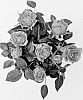 Rosa%20hybrida%20%27KORpot139%27