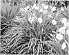 Hemerocallis%20%28L.%29%20hybrid%20%27Bright%20Note%27