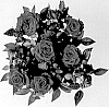 Rosa%20hybrida%20%27KORpot140%27