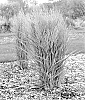 Panicum%20hybrid%20%27Smoking%20Gun%27