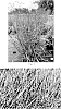 Panicum%20virgatum%20%27Dust%20in%20the%20Wind%27