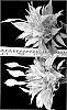 Spathiphyllum%20kochii%20%27SP2568%27