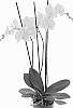 Phalaenopsis%20hybrida%20%27PHA801803%27