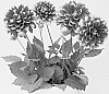 Dahlia%20sp.%20%27KLEDH24716%27