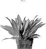 Dracaena%20steudneri%20Schweinf.%20ex%20Engl.%20%27SILINDO%27