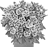 Calibrachoa%20parviflora%20%27Docalbloorcawhe%27