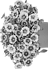 Calibrachoa%20parviflora%20%27Docalraidraber%27