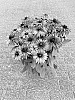 Rudbeckia%20hirta%20L.%20%27BullRudihir%20123%27