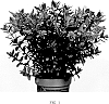 Hebe%20Plant%20Named%20%27Maya%27