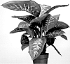 DIEFFENBACHIA%20PLANT%20NAMED%20%27ELSTDI0124%27