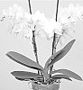 Phalaenopsis%20hybrida%20%27PHA379819%27