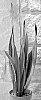 Sansevieria%20trifasciata%20%27Crystal%20Flame%27