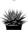 Aristaloe%20plant%20named%20%27OVROCKS16%27