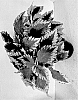 Coleus%20scutellarioides%20%27G21015%27