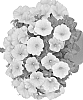 Petunia%20X%20hybrida%20%27Dopetsurye%2025%27