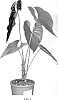 Anthurium%20Plant%20Named%20%27AA4502%27