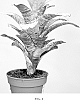 Aechmea%20Plant%20Named%20%27A2508%27