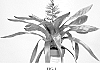 Aechmea%20Plant%20Named%20%27A4005%27