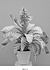 Aechmea%20plant%20named%20%27A2191%27