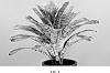 Aechmea%20plant%20named%20%27A4006%27