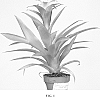 Guzmania%20Plant%20Named%20%27GM9309%27